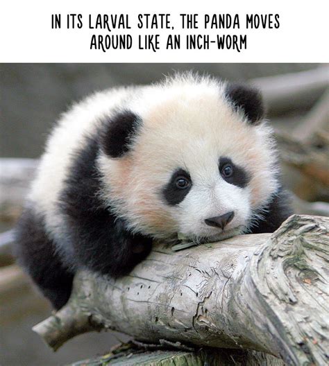 Funny Animal Facts Bored Panda
