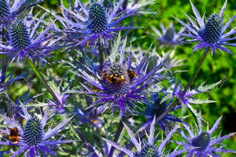 Mahonia repens (creeping mahonia, creeping oregon grape). Blue thistle like flower of ERYNGIUM ALPINUM 'BLUE STAR ...