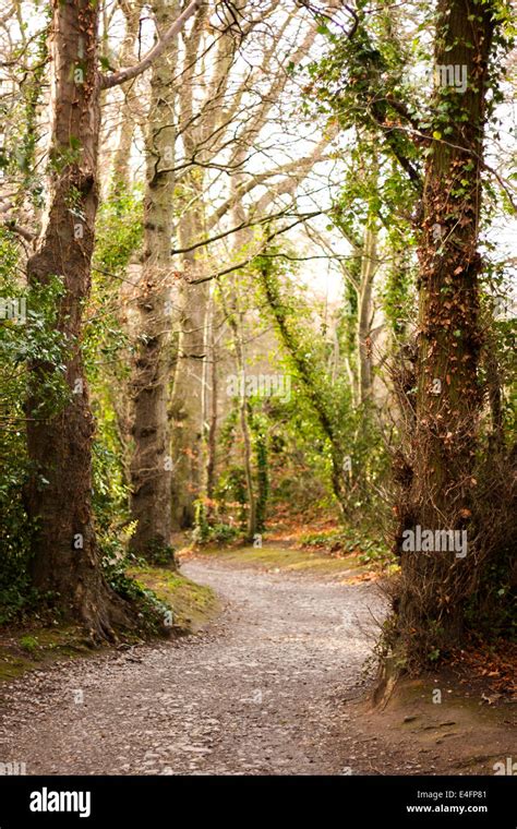 Winding Path Through Forest Stock Photo Alamy