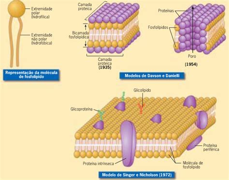 Membrana Plasmatica A Organización Molecular De La Membrana