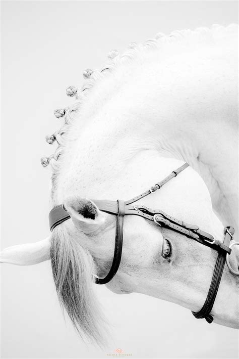 Back in june 2016, rochelle and phoebe dingman from shear fashion salon and michelle nicole ng from michelle nicole photography traveled from the. Nicole Schultz | White horses, Horse photography ...