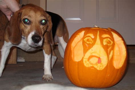 Cobo Pumpkins The Beagle