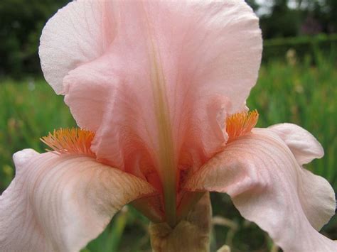 Border Bearded Iris Lenora Pearl This Reblooming Iris Is Such A