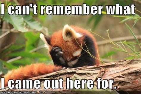 Animal Capshunz Red Panda Funny Animal Pictures With Captions