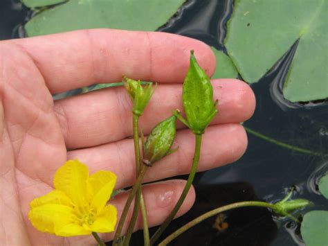 Nymphoides Peltata Yellow Floating Heart Nc Invasive Plant Council