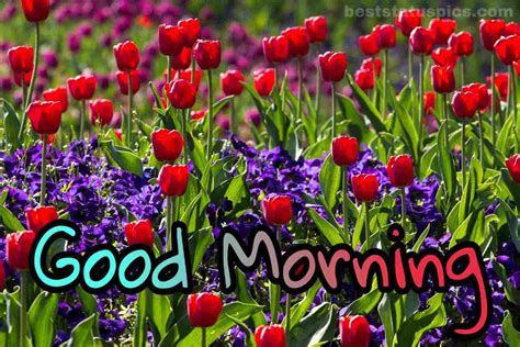 Beautiful Flower Garden Good Morning Image Best Flower Site