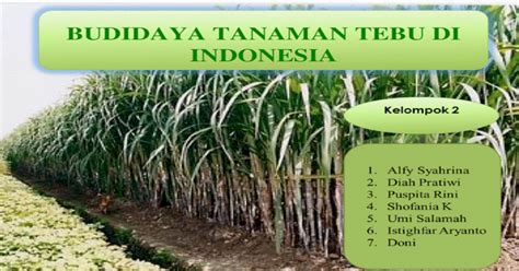 Budidaya Tanaman Tebu Di Indonesia Ppt Powerpoint