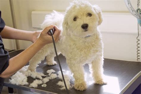 How To Start A Mobile Pet Grooming Business