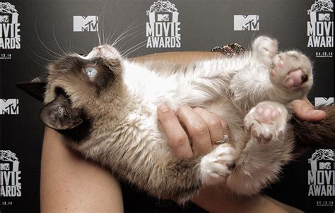 Grumpy Cat S Grumpiest Movie Awards Moments Mtv Mtv Movie Awards Grumpy Cat Flip Book Cat