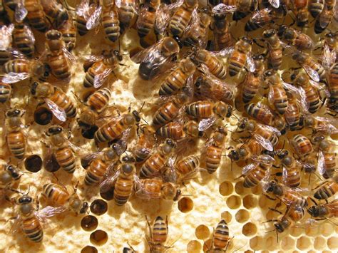 Trapping is usually not practica. Ohio honey production down 8 percent in 2017 - Farm and Dairy