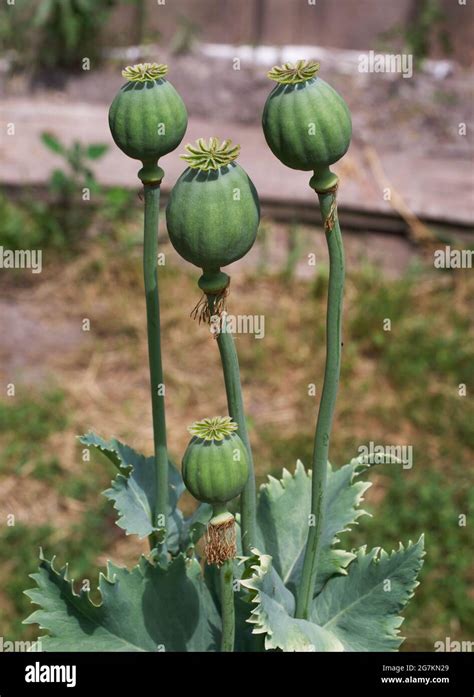 Papaver Somniferum Commonly Known As The Opium Poppy Or Breadseed