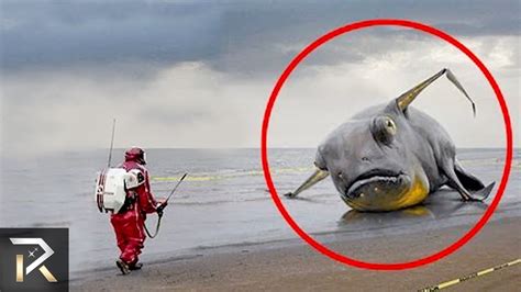 10 Strange Sea Creatures Discovered After Tsunamis Doovi