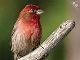 Images of House Finch As Pet