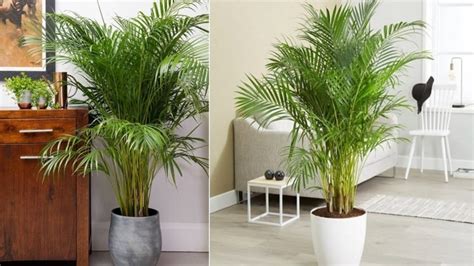 7 Best Indoor Plants You Can Grow In Thailand Thailand News 24