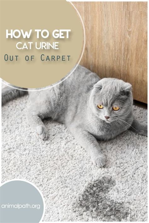 Everything necessary to clean your carpets can be found at your local apply baking soda to the area after using a cleaning solution and let it dry to deodorize and fully sanitize. How to Get Cat Urine Out of Carpet in 2020 | Cat urine ...