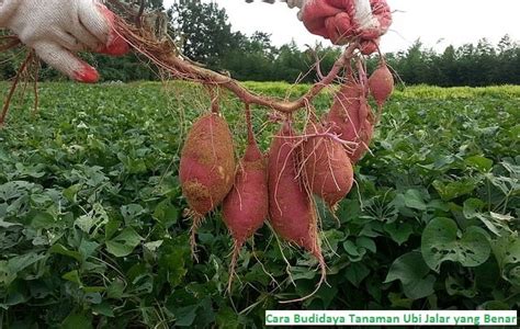 √ Cara Budidaya Tanaman Ubi Jalar Yang Benar Agribisnis Agrokompleks