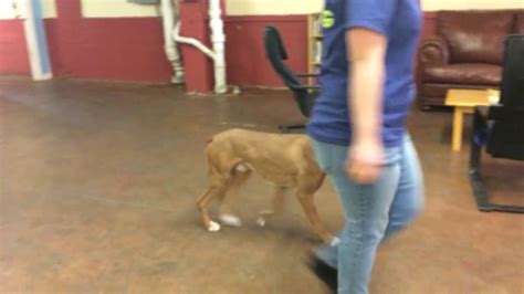 Training Off Leash Heeling And Auto Sits Solid K9 Training Dog