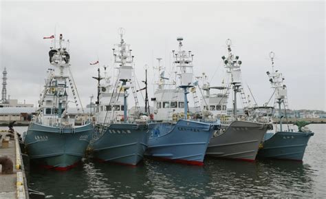 Japan Whaling Fleet Kills 223 Whales In 2019 Green World