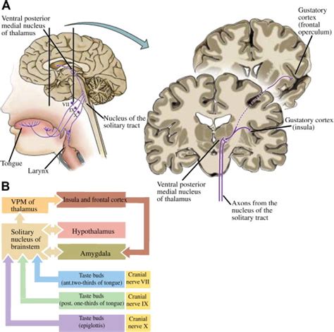 Physiological Psychology 412aandb Module 73 Chemical Senses Gustation