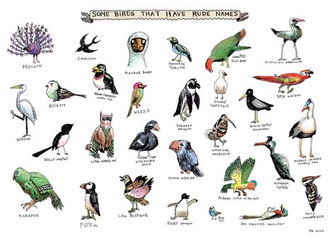 Names Of Birds Images