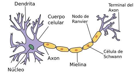 Qué Es Una Neurona Significados
