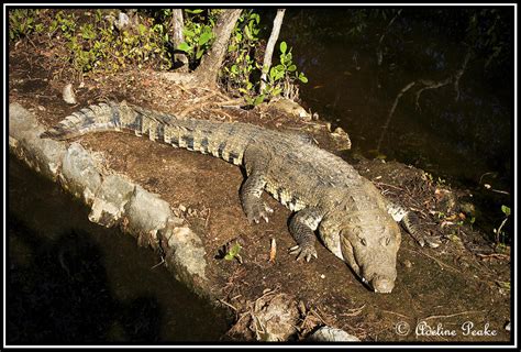 Cancun Mexico Alligator Photo Adeline Photos At