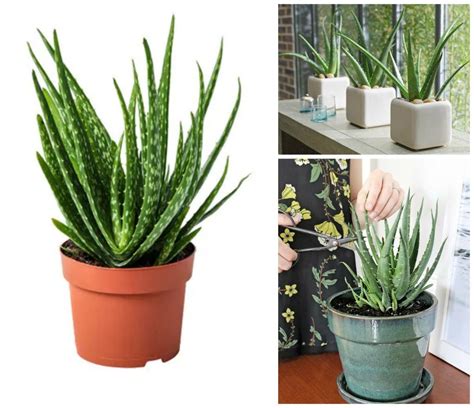 11 Houseplants That Dont Need A Lot Of Sunlight To Grow Gazebo