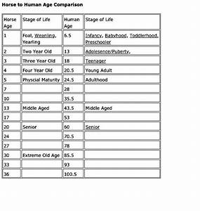 Horse Vs Human Age Chart Horse Age Horse Facts Horse Camp