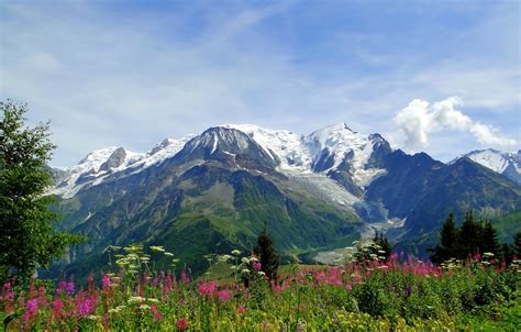 Wallpaper Flowers Mountains Nature Alps Meadow Alps Blanc Mont