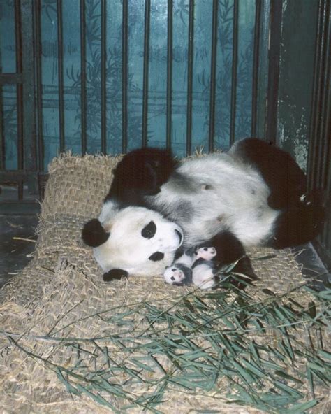 A Panda Love Red Panda Cute Panda Animals And Pets Baby Animals