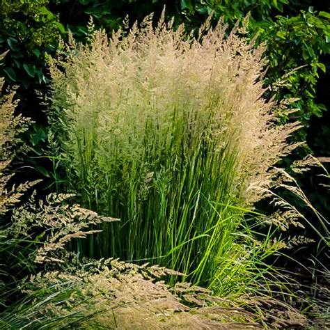 Karl Foerster Feather Reed Grass For Sale The Tree Center™