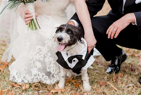 Dog Friendly Wedding Consider Partner Venue Guests And Photos