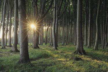 Germany Mecklenburg Western Pomerania Beech Trees In Forest Stock Photo