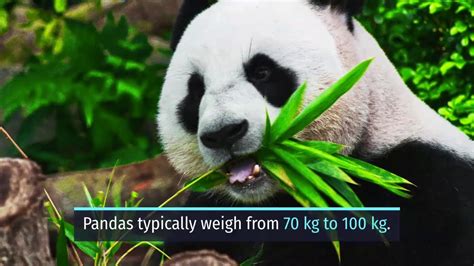 Giant Pandas Facts Youtube