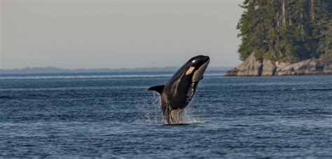 Why Have Southern Resident Killer Whales Disappeared From The Salish Sea