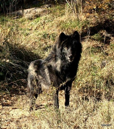 Black Wolfdog Cani