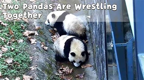 Two Pandas Are Wrestling Together Ipanda Youtube