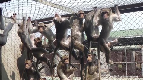 Investigation Uncovers Monkey Smuggling In Cambodia And Vietnam