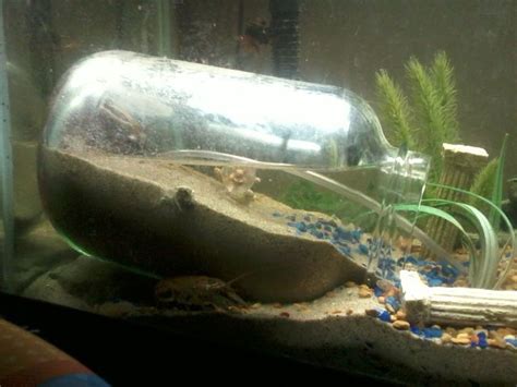 Our hermit crab care guide will help you make the right choices with tips on how to care for your new pet. Under Water Dry Zone for Fiddler Crabs | DIY ~ I Can Make This! | Aquarium, Fish, Fish Tank