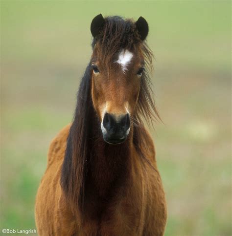 dartmoor pony traits  characteristics horse illustrated