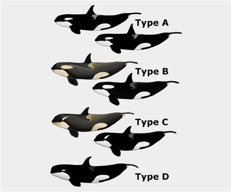 Dna Study Suggests Extremely Rare Type D Killer Whale May Be New