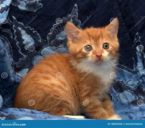 Cute Little Ginger Kitten On A Blue Stock Image Image Of Cute