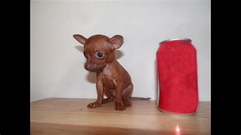 All of our chihuahua puppies and teacup chihuahua puppies are bred in our home and are extremely socialized and loved! Micro Teacup Chihuahua for Sale - YouTube