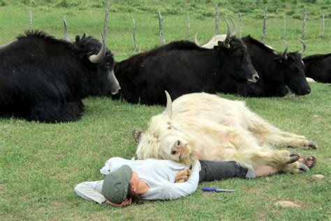 Pet Yak - Anna Blog