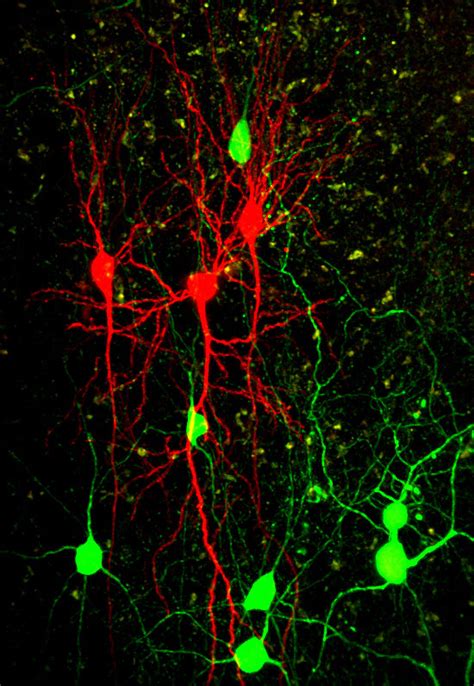 Synapsen Beeinflussen Signale Im Gehirn Max Planck Gesellschaft