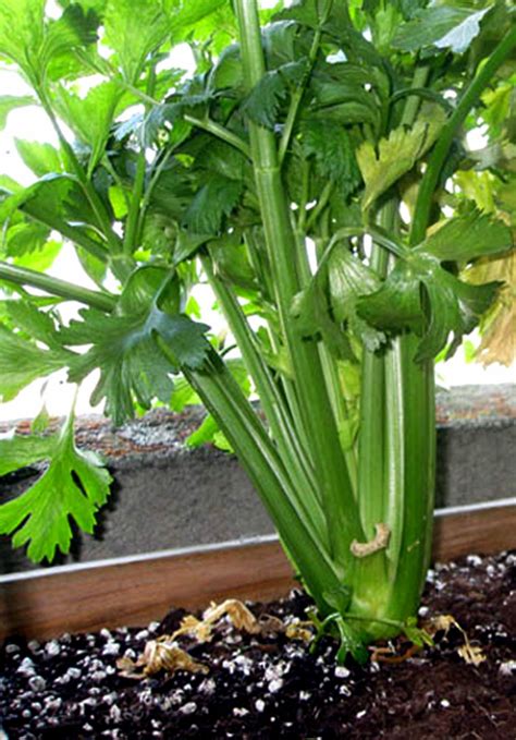 How To Grow Celery Growing Celery In Containers Celery Care