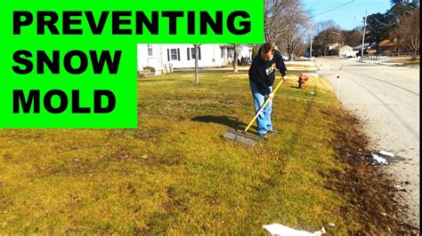 How to prevent and get rid of snow mold