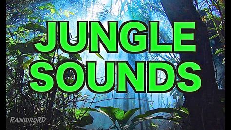 8 Hours Of Jungle Sounds Ambient Nature Sounds For Relaxation Hd