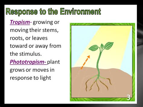 What Do Plants And Animals Have In Common In Their Responses To Stimuli