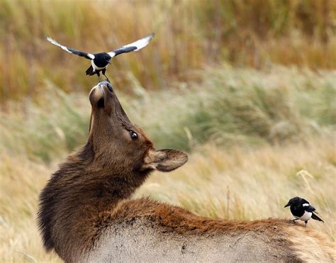 Elk Cow With Magpie On Nose Thru Our Eyes Photography Linton